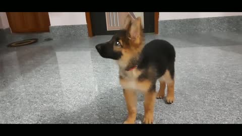 German Shepherd Puppy 9Weeks Basic Obedience training | Most Intelligent Dog Breed