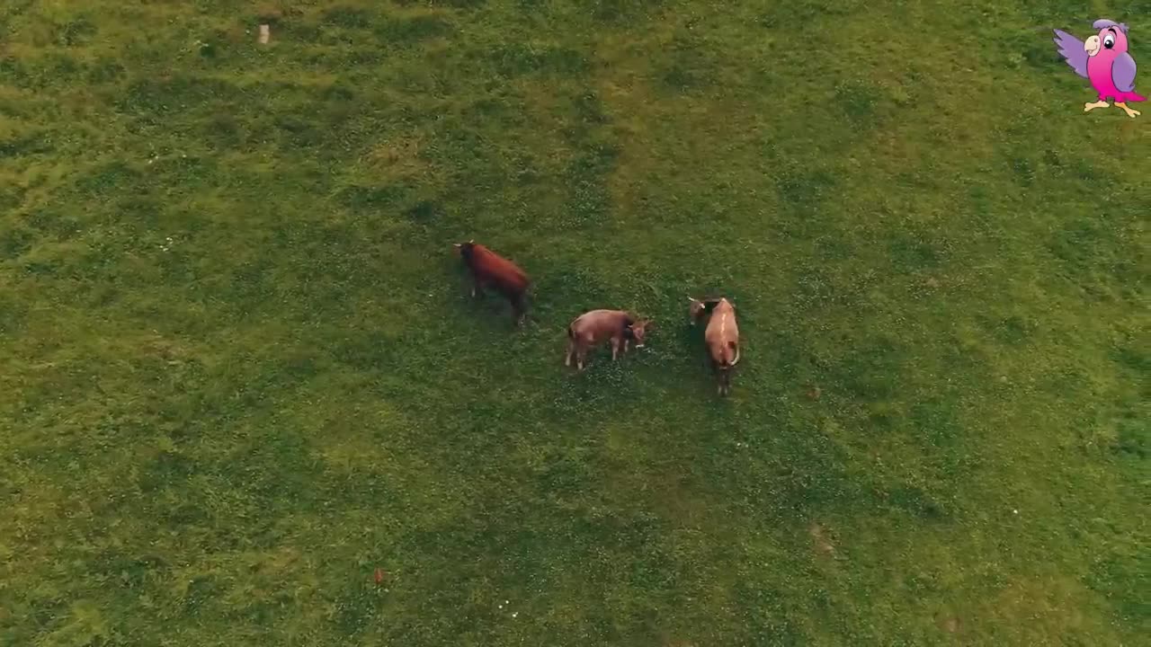 COW VIDEO 🐮🐄 COWS MOOING AND GRAZING IN A FIELD 🐄🐮