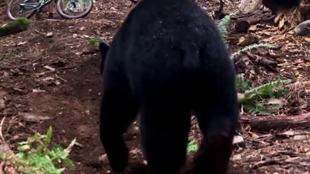 Bear attacks the cyclist