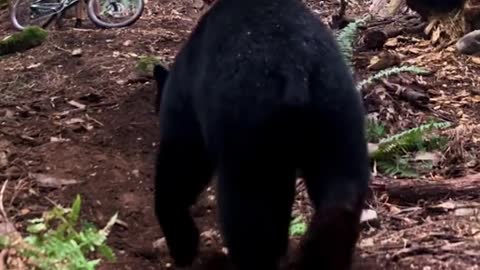 Bear attacks the cyclist