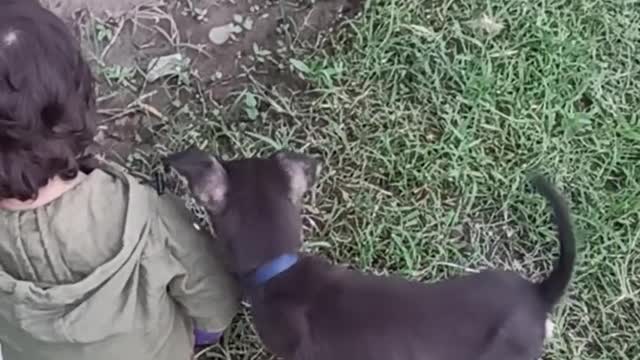 baby playing with dog