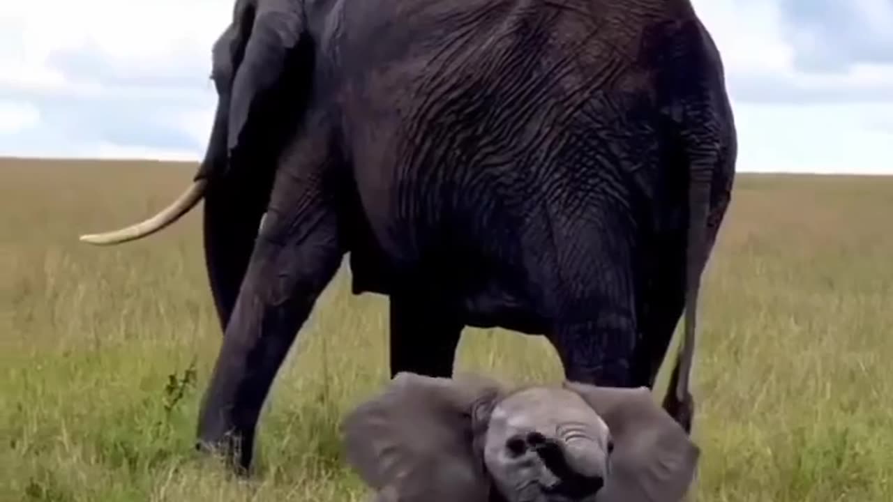 Cute baby elephant having fun #shorts #shortvideo #video #virals #videovira