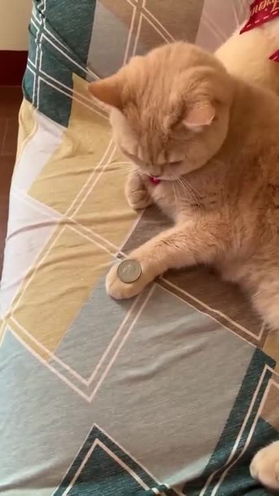 Hilarious Cat Memes - 20 -😹- Cat Mimics Owner's Coin Trick 😹 ViralHog