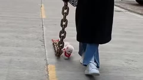 Cute Little puppy chasing a girl