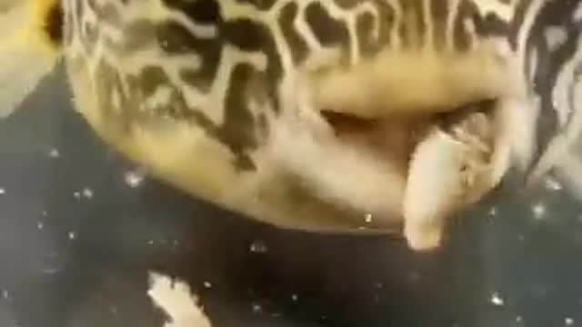 peixe comendo caranguejo