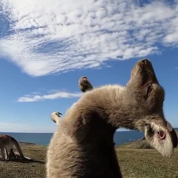 Cute, Animals, Smart, Dogs, Puppies😍😍😘😘😘😢💓💓💓💓