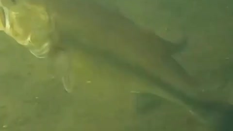 This is a beautiful and charming water-dwelling species