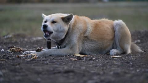 Akita Inu gnaws a bone outdoors