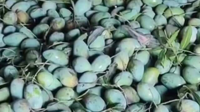 A lot of mangoes