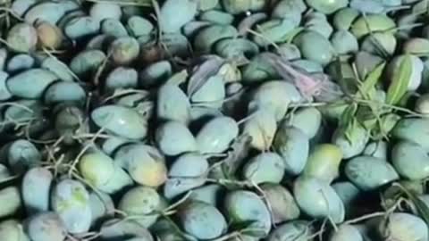 A lot of mangoes