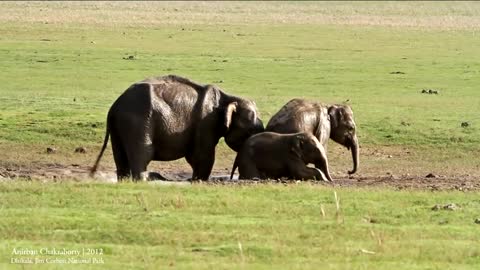 Elephants Enjoying with their Family