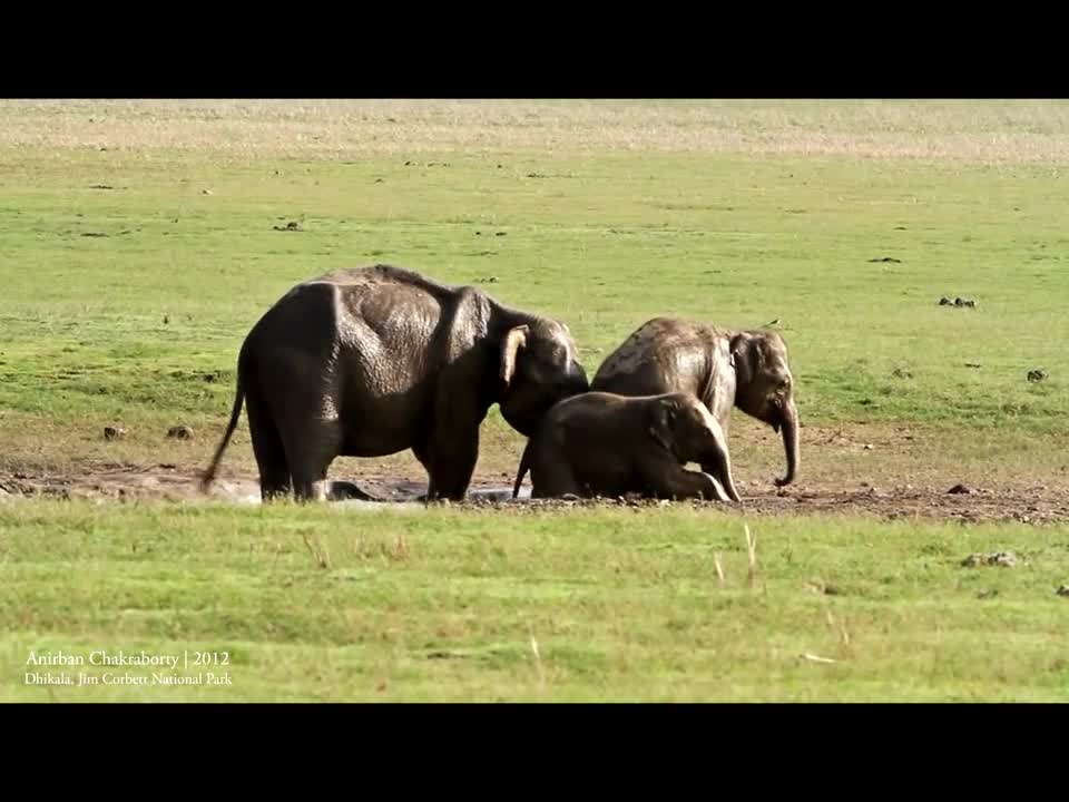 Elephants Enjoying with their Family