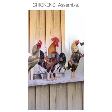 Chickens Assemble 😂😂