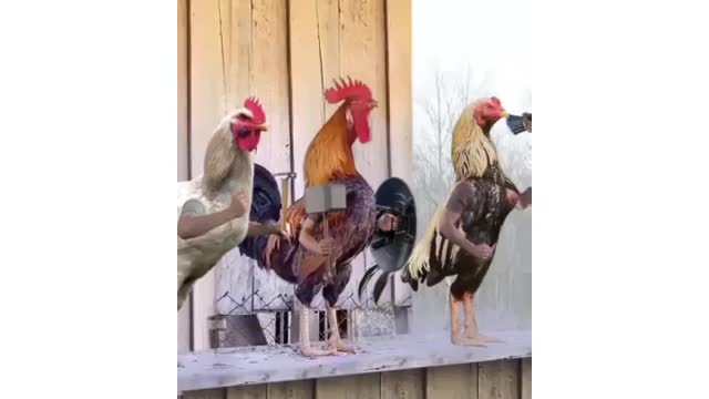 Chickens Assemble 😂😂