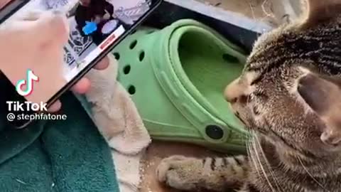 Cat Found a Video He Likes