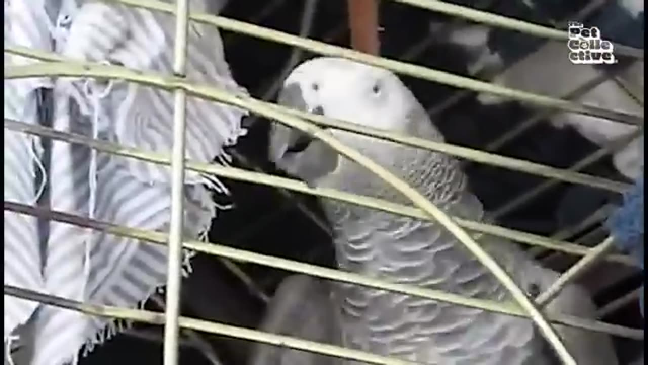 The FUNNIEST Parrots 🦜 🤣 Best Compilation