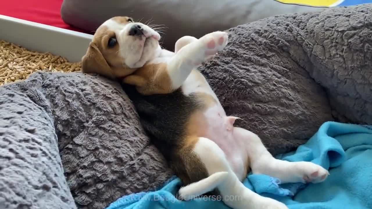 Cute and Funny BEAGLE PUPPY