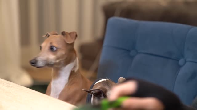 Dog wears Turtleneck watching owner cut soap!