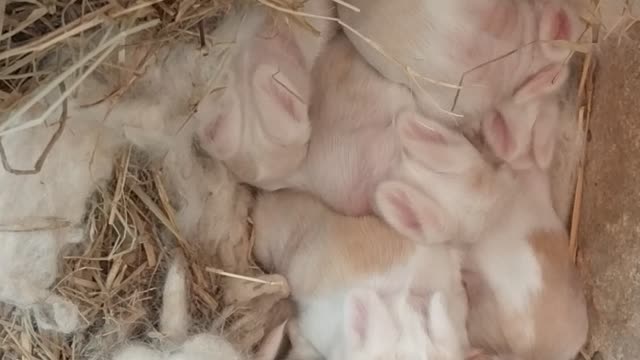 Rabbit new born bunnies