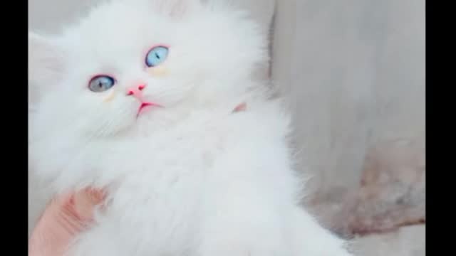 cat video-cute cat video #shorts #beautiful #animal #sweet