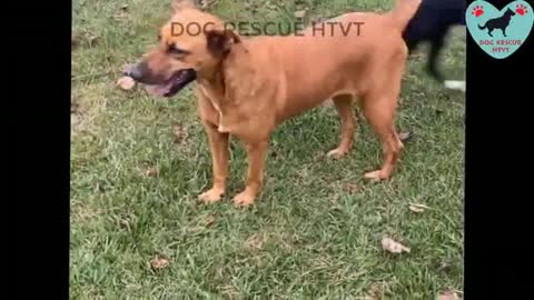Poor dog was eaten alive by the ants and being thrown like trash