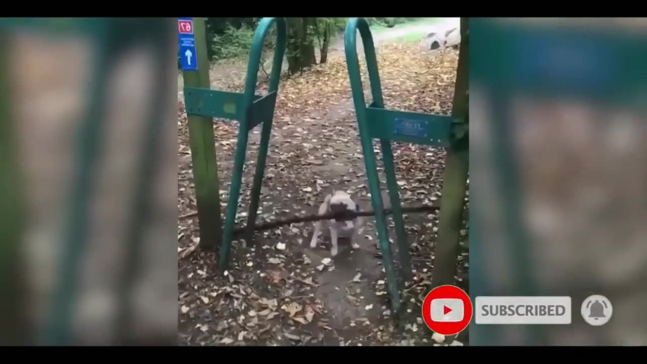 FUNNY ANIMALS VIDEOS