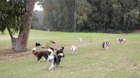 Dogs are playing happily in the forest