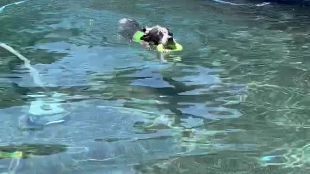 Playing fetch on a hot summer day!