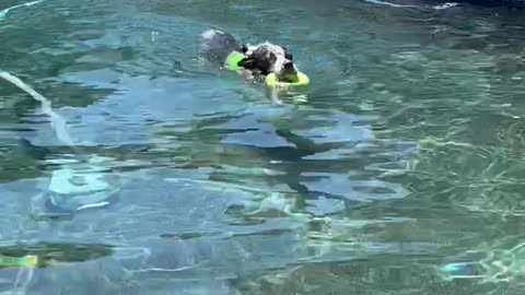 Playing fetch on a hot summer day!