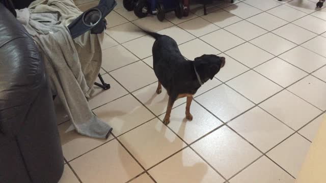 Ferocious Adorable Doggie Guarding Home - ROAR!!!