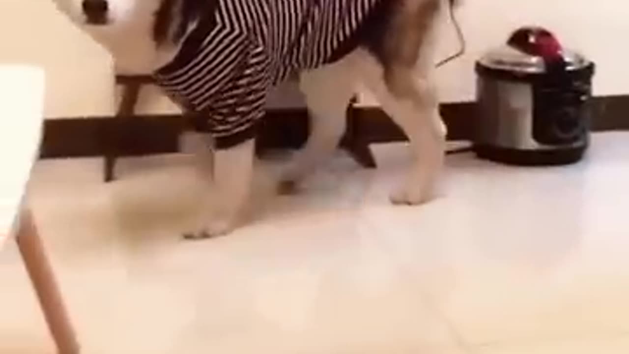 Funniest cats and dogs moments 😂😂 2024