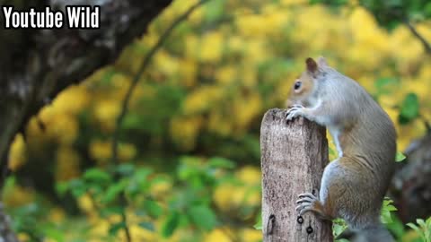 amazing animal videos that make you relax