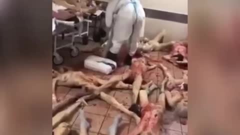 ORGAN TRAFFIC & MEAT