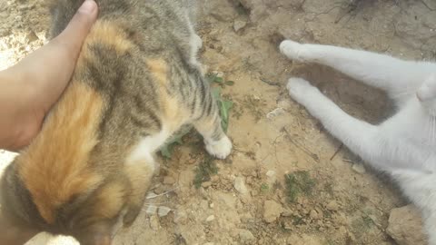 Time for play whit the cats 🐈😍