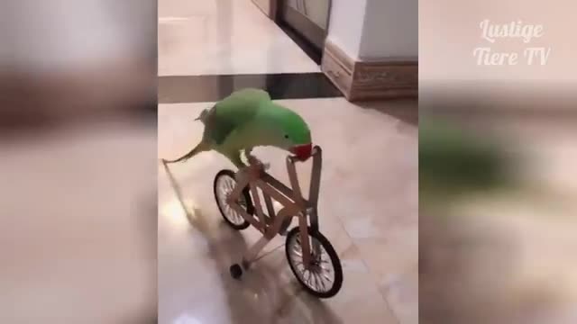 Watch These funny Animals Fuuny video