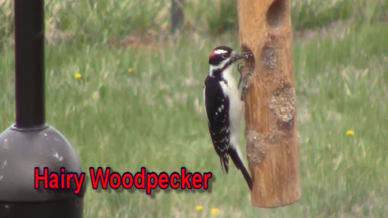 Hairy Woodpecker (male)