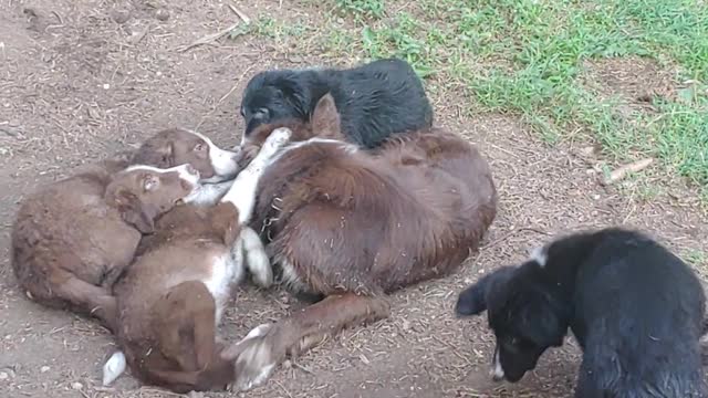 HUCK plays with his 5 daughters