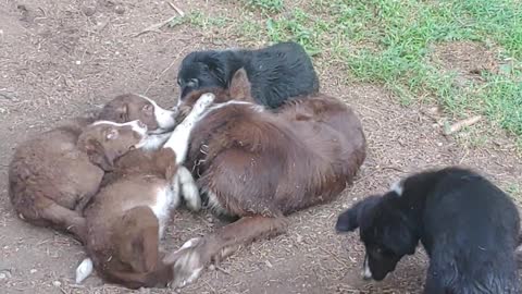 HUCK plays with his 5 daughters