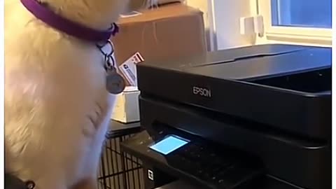 Dog's and Cat's Hilarious Antics!