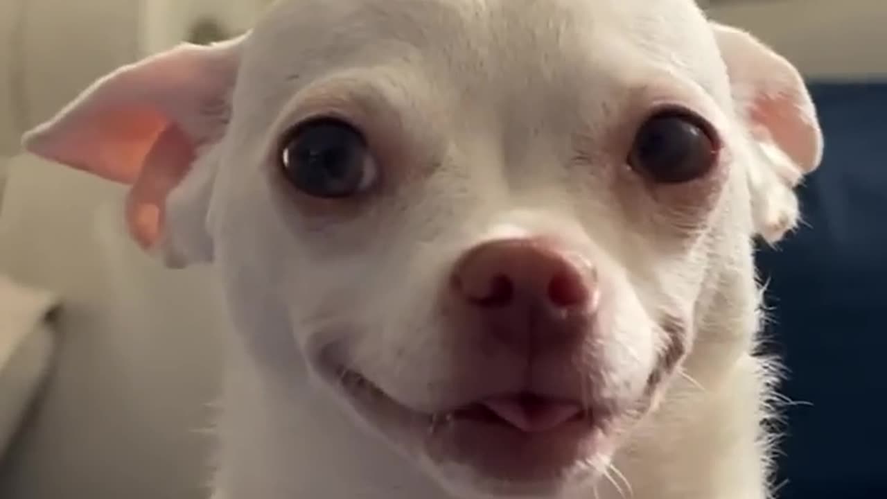 Look how she smiles------___ _chiuahua _angrychihuah