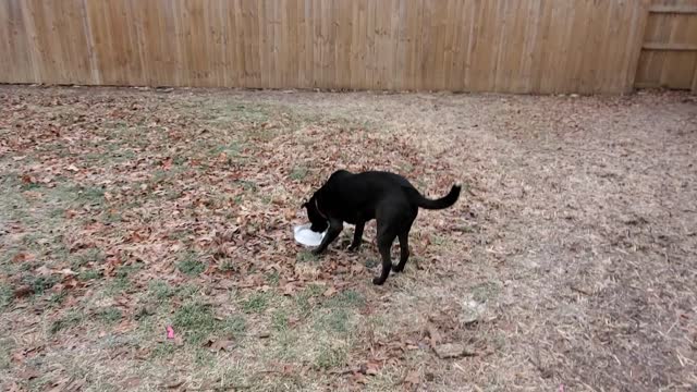 A dog and his ice chunk.