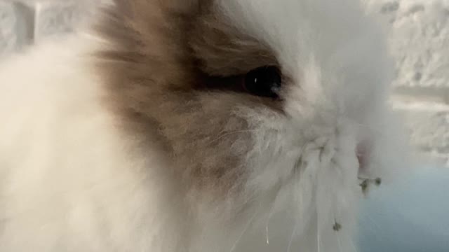 rabbit-eating-a-flower