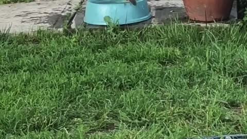 little bird enjoying a bath on a hot day