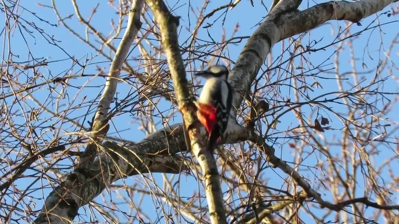 Great Spotted Woodpecker