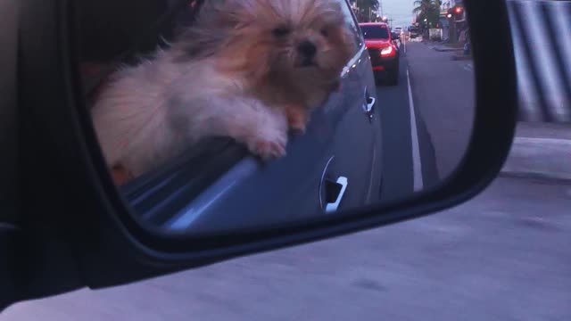 Shihtzu Ride