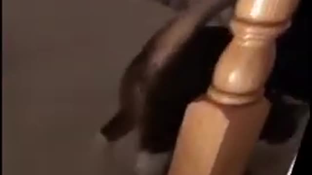 Drunk cat funny video