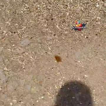 JELLYFISH WAVE RIDING!