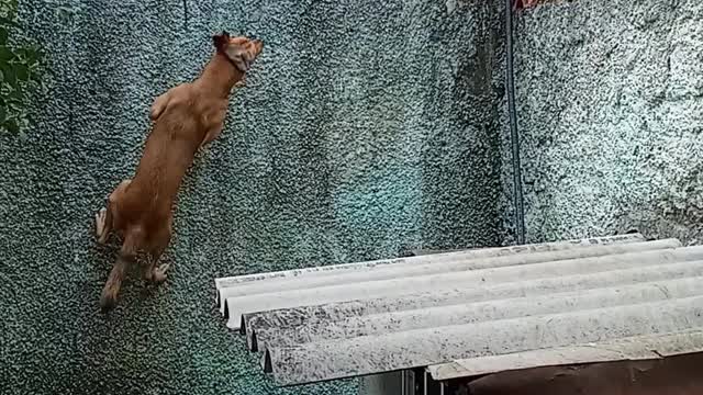 Parkour Pup