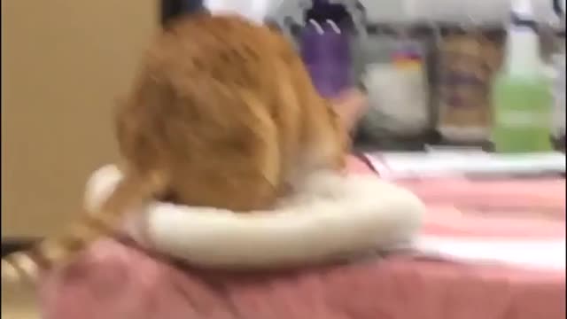Cat Jumps With Cushion