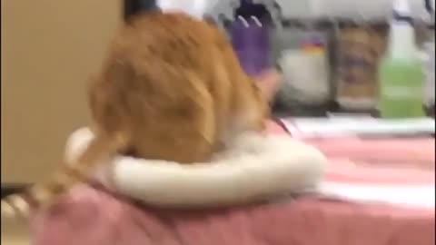 Cat Jumps With Cushion